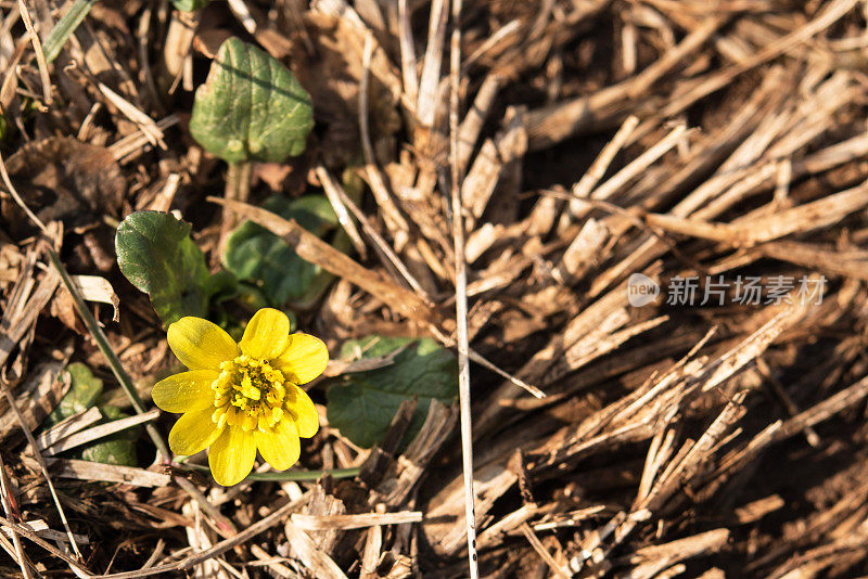 白屈菜(Ficaria verna)